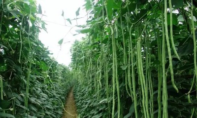 长豆角